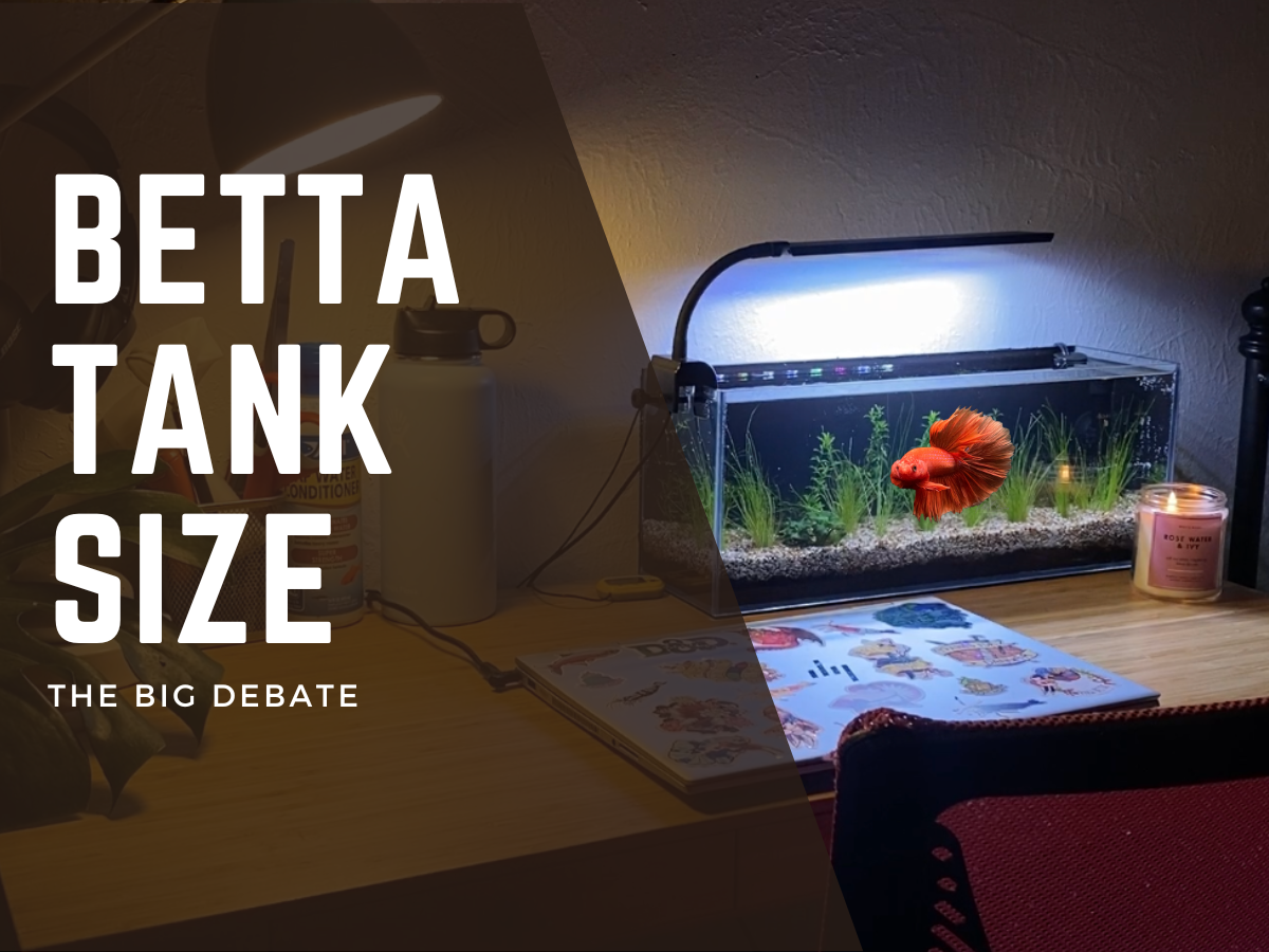 The Big Debate: Betta Tank Size – PNW Bettas