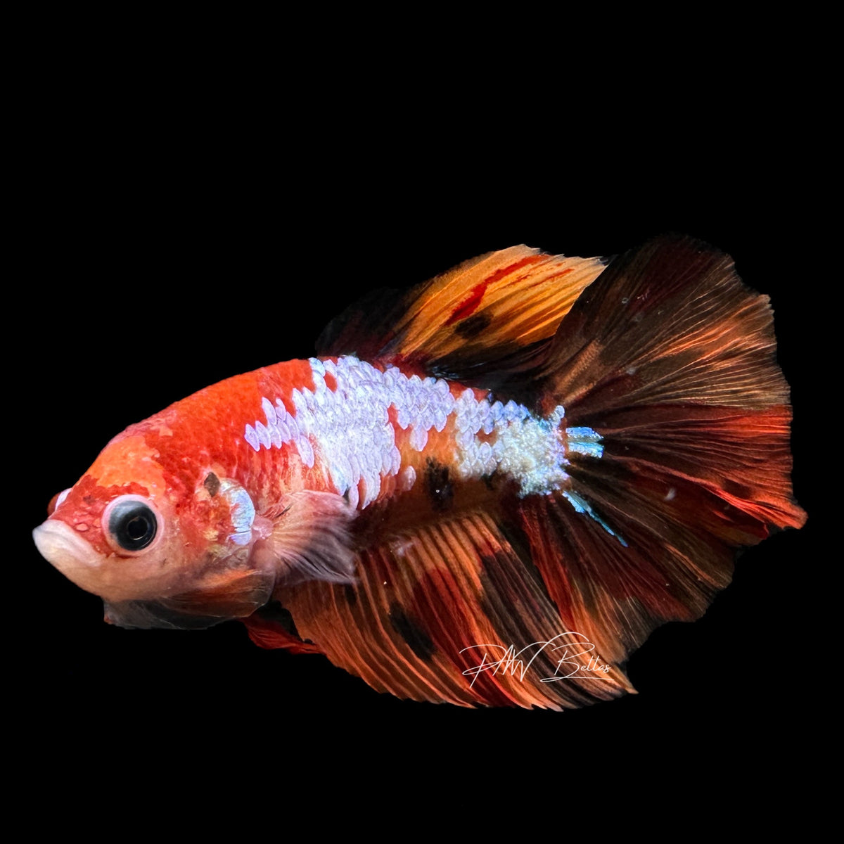 Koi Halfmoon Female Betta | F1212 – PNW Bettas