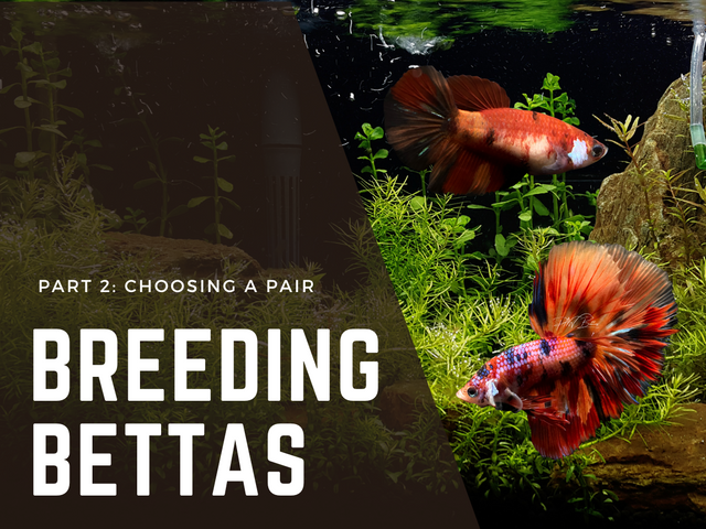 Breeding Bettas - How to Choose a Breeding Pair – PNW Bettas