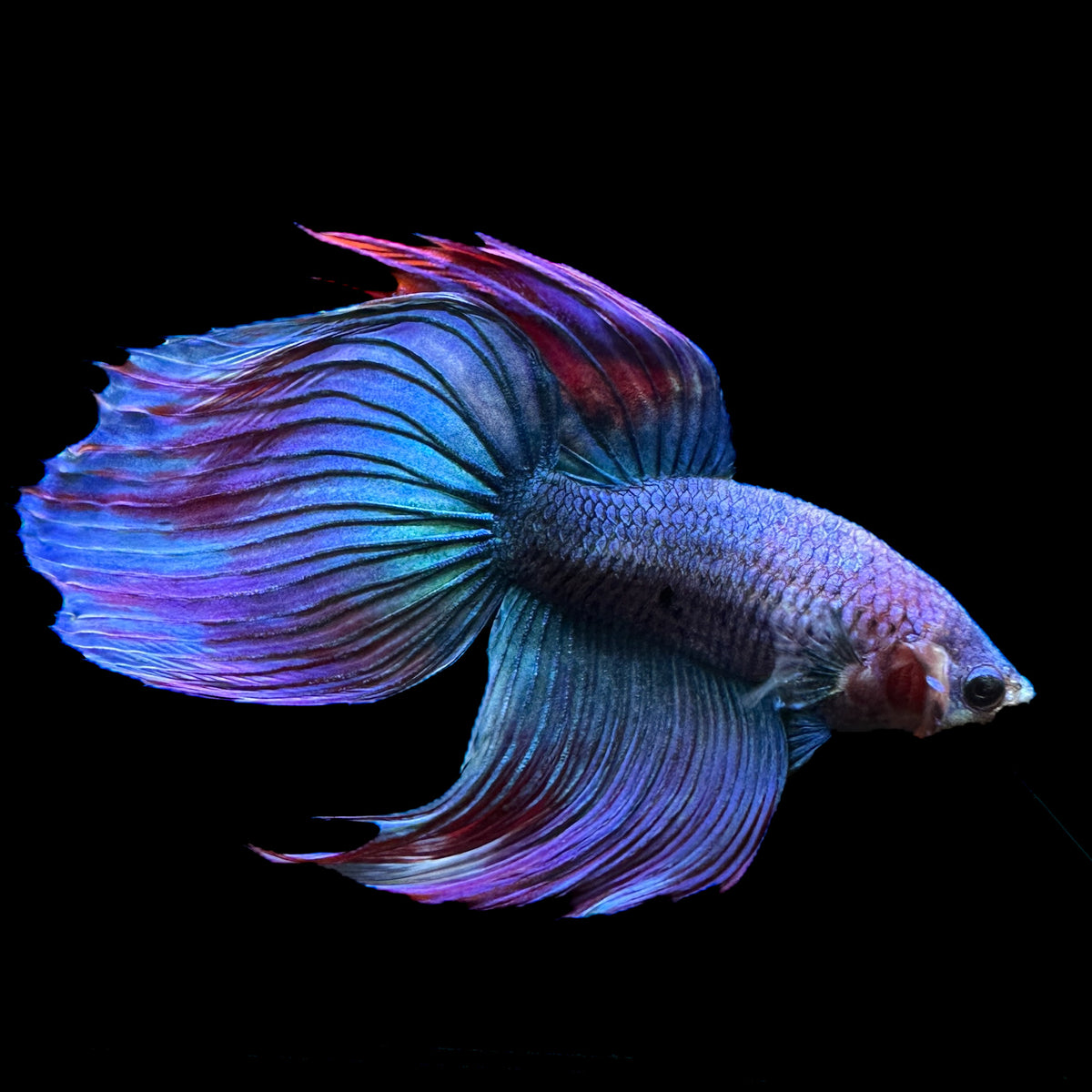 Veiltail Bettas – PNW Bettas