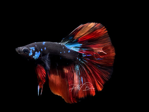 Black Marble Halfmoon Male Betta | M2218