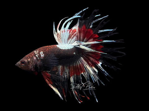 Copper Marble CT Male Betta | M2286