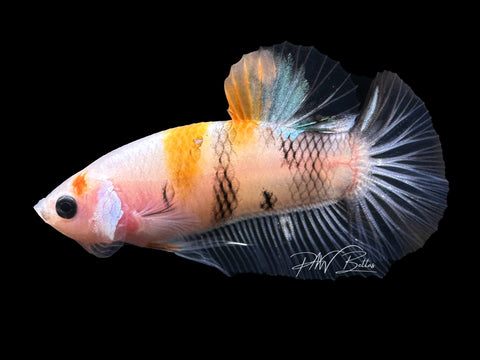 USA Bred | Koi HMPK Male Betta | L35