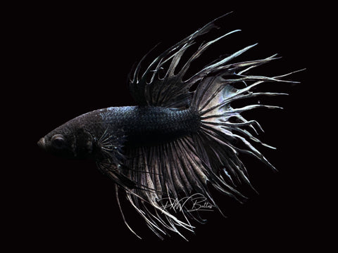 Black Copper CT Male Betta | M2201