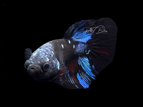 Avatar Halfmoon Female Betta | F1605