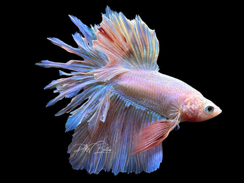 Pastel Feathertail Male Betta | M2185