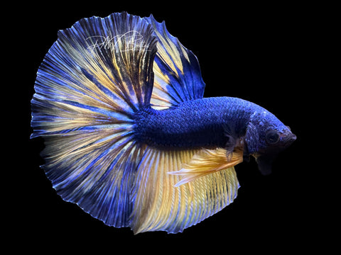 Mustard Halfmoon Male Betta | M2502