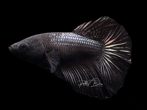 Black Copper Halfmoon Female Betta | F1609