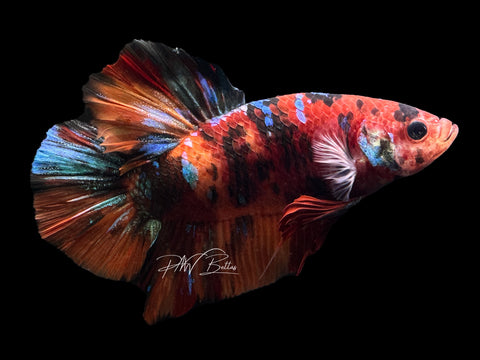 XL Marble HMPK Male Betta | M2290