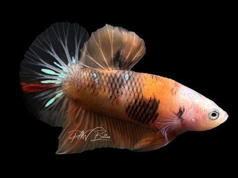 USA Bred | Nemo HMPK Male Betta | L17