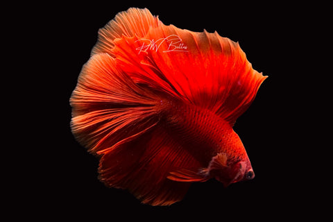 Super Red DTHM Male Betta | M2494