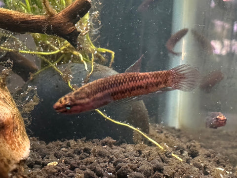 Betta sp. 'Jade'