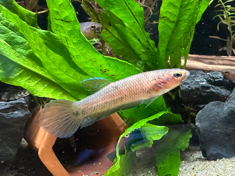 Wild Betta Antuta | USA Bred | F1