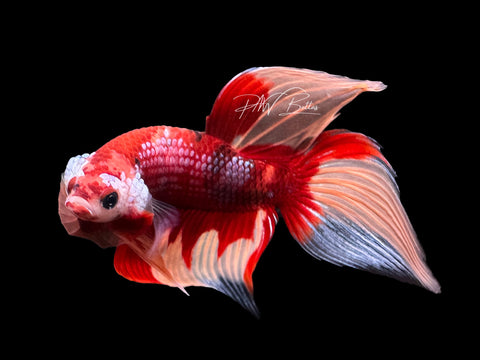 Candy VT Male Betta | M2330