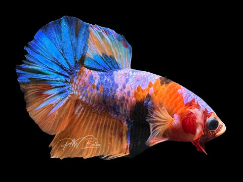 Marble HMPK Male Betta | M2275