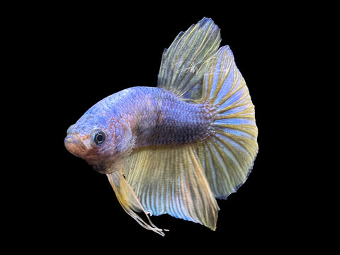 XL Tail Bi-Color HMPK Male Betta | M2336