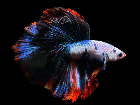 Marble HM Male Betta | M2202