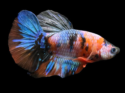 Marble HMPK Male Betta | M2220