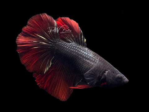 Red Copper HM Female Betta | F1599