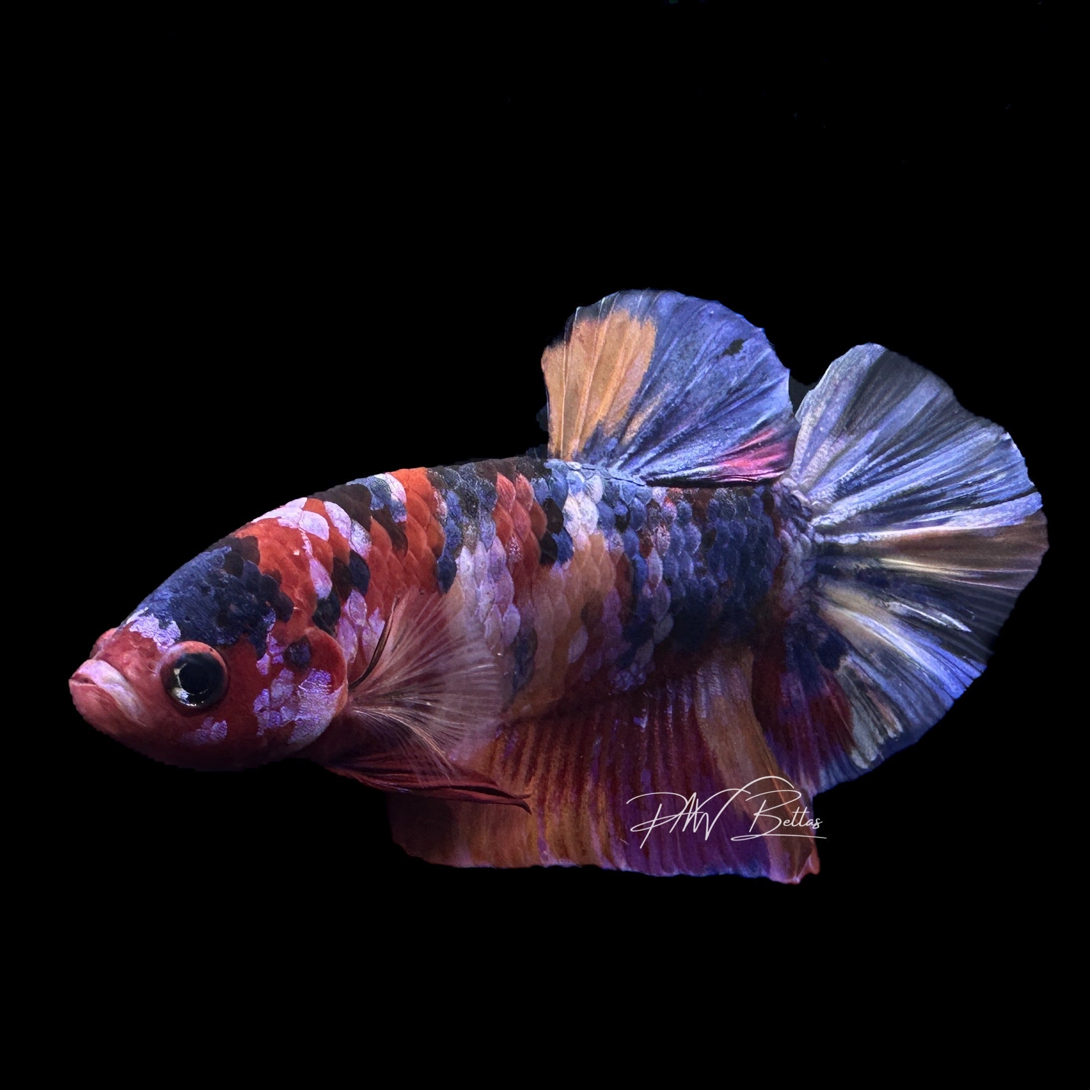 Marble Halfmoon Plakat Male Betta | M1263 – PNW Bettas