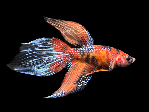 Marble VT Male Betta | M2143