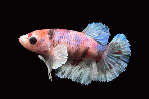 Marble Dumbo HMPK Female Betta | F1660