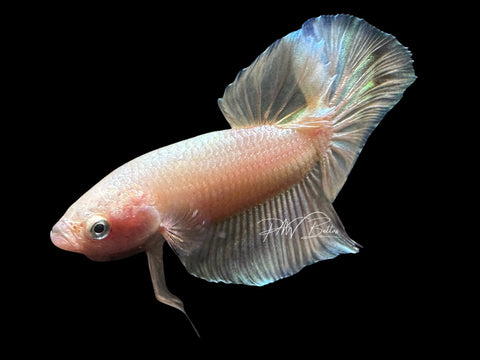 Gold HMPK Male Betta | M2070