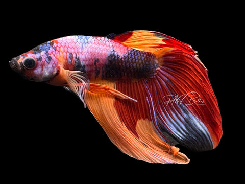 Candy VT Male Betta | M2296