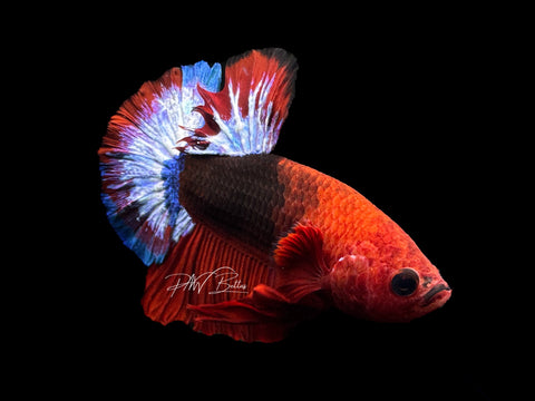 Hellboy HMPK Male Betta | M2130