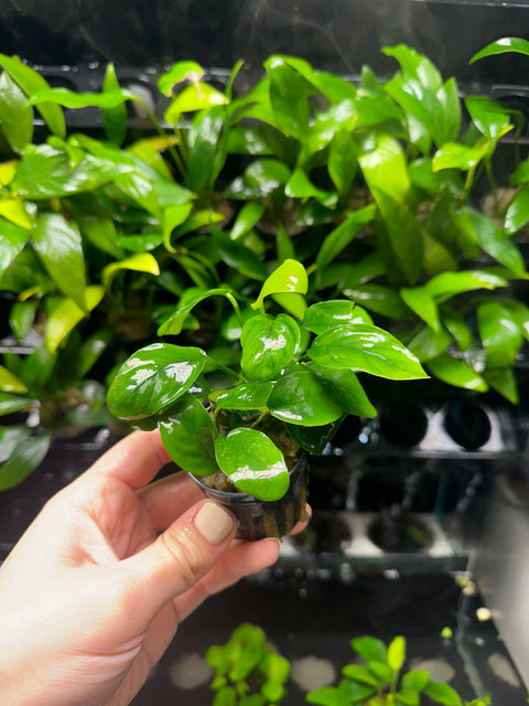 Anubias barteri 'gold coin' | Potted