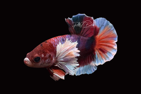 Candy Dumbo HMPK Male Betta | M2503