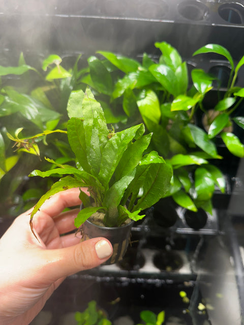 Java Fern | Potted