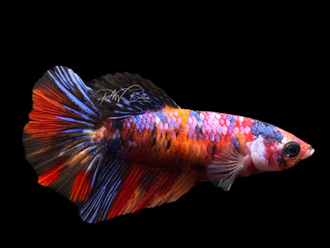 Marble HM Female Betta | F1596