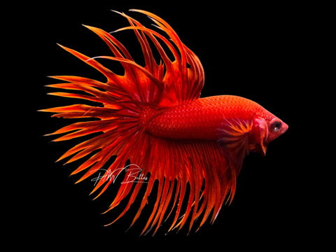 Red CT Male Betta | M2166