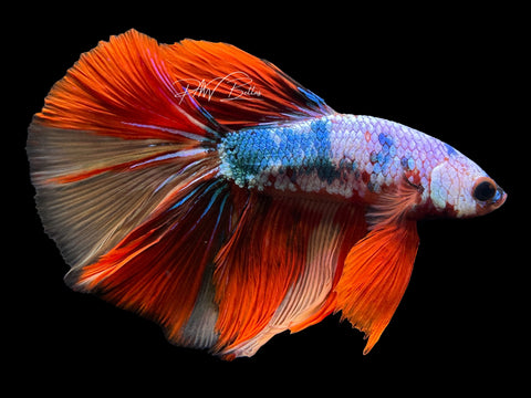 Marble HM Male Betta | M2272