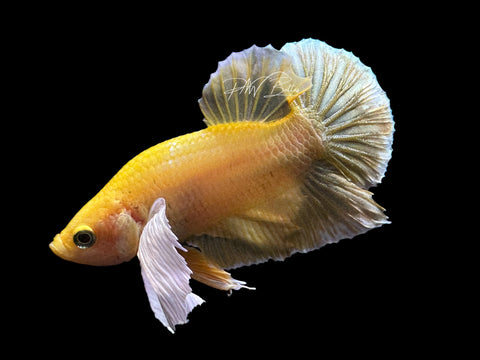 Gold Dumbo Male Betta | M2198