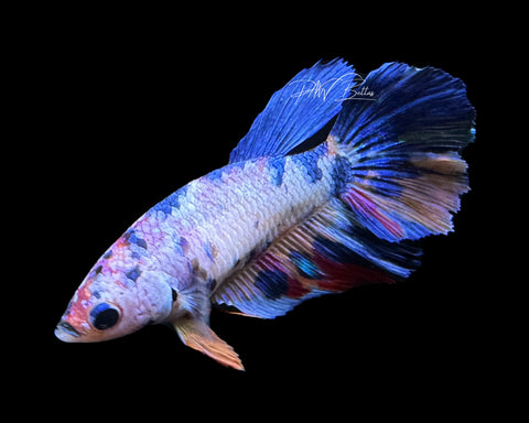 Blue Marble HM Female Betta | F1595