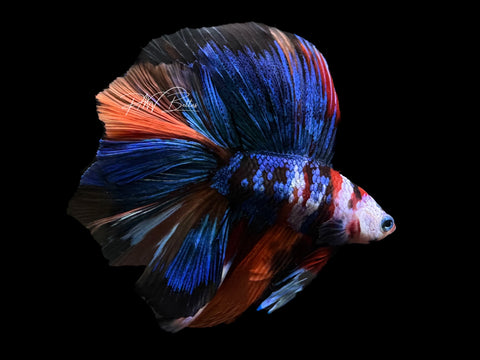 Koi DTHM Male Betta | M2206