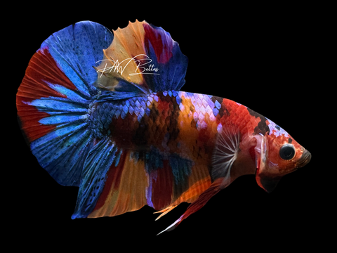 Koi HMPK Male Betta | M2248