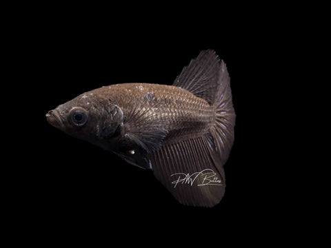 Black Halfmoon Female Betta | F1588