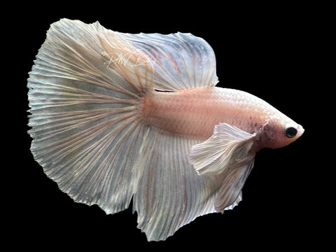 Platinum Dumbo HM Male Betta | M2181