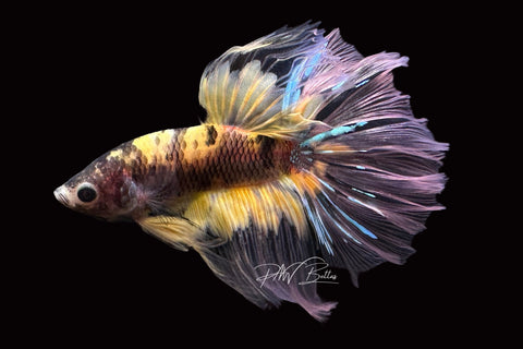 Yellow Koi Halfmoon Male Betta | M2499