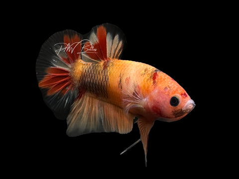 USA Bred | Nemo Koi HMPK Male Betta | L07