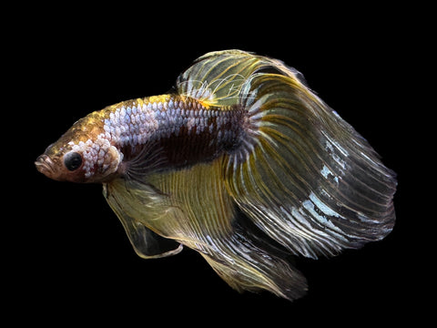 Yellow Koi VT Male Betta | M2150