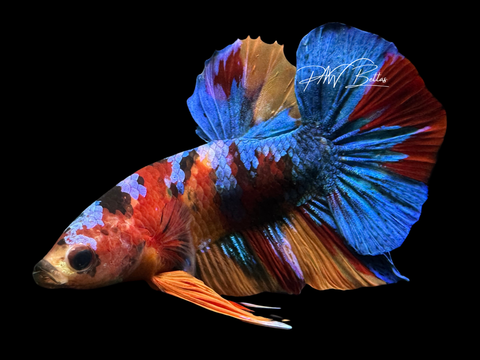 Koi HMPK Male Betta | M2248