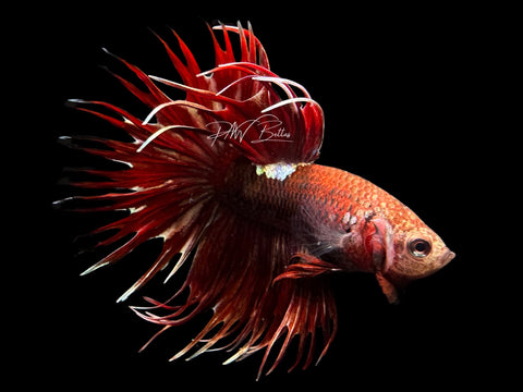 Copper Marble CT Male Betta | M2299