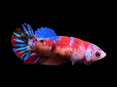 Koi HMPK Female Betta | F1644