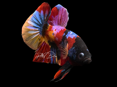 Marble HMPK Male Betta | M2249