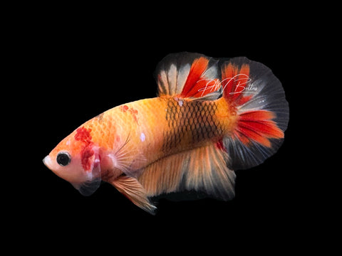 USA Bred | Nemo Koi HMPK Male Betta | L07