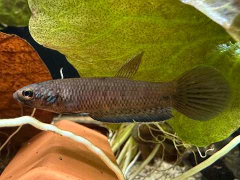 Wild Betta Antuta | USA Bred | F1